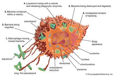 Monocytes and Their Role in the Immune System activation of natural