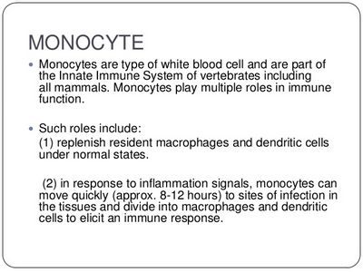 Monocytes and Their Role in the Immune System an infectious