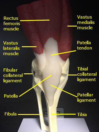 Shoulder Pain - Left Shoulder Pain in the Left Shoulder pain to