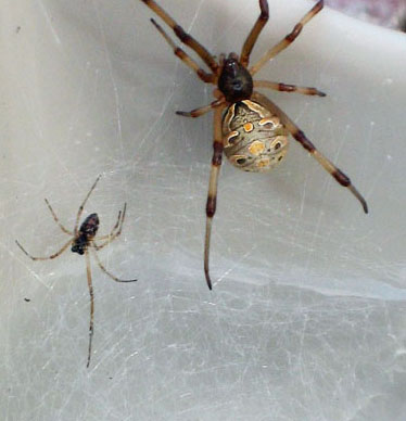 The Brown Widow and Its Pest Management their abdomen and