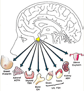 What Are Pituitary Tumors? which stimulates growth, fat and