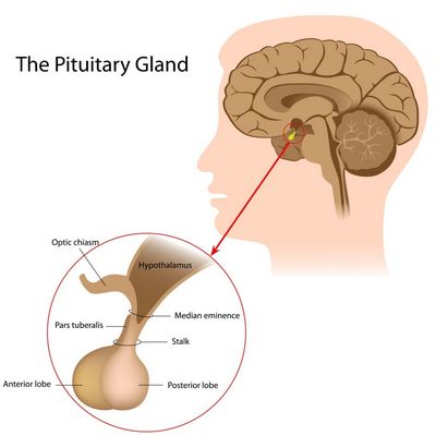 What Are Pituitary Tumors? The levels of hormone secretion